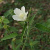Hibiscus lobatus (Murray) Kuntze